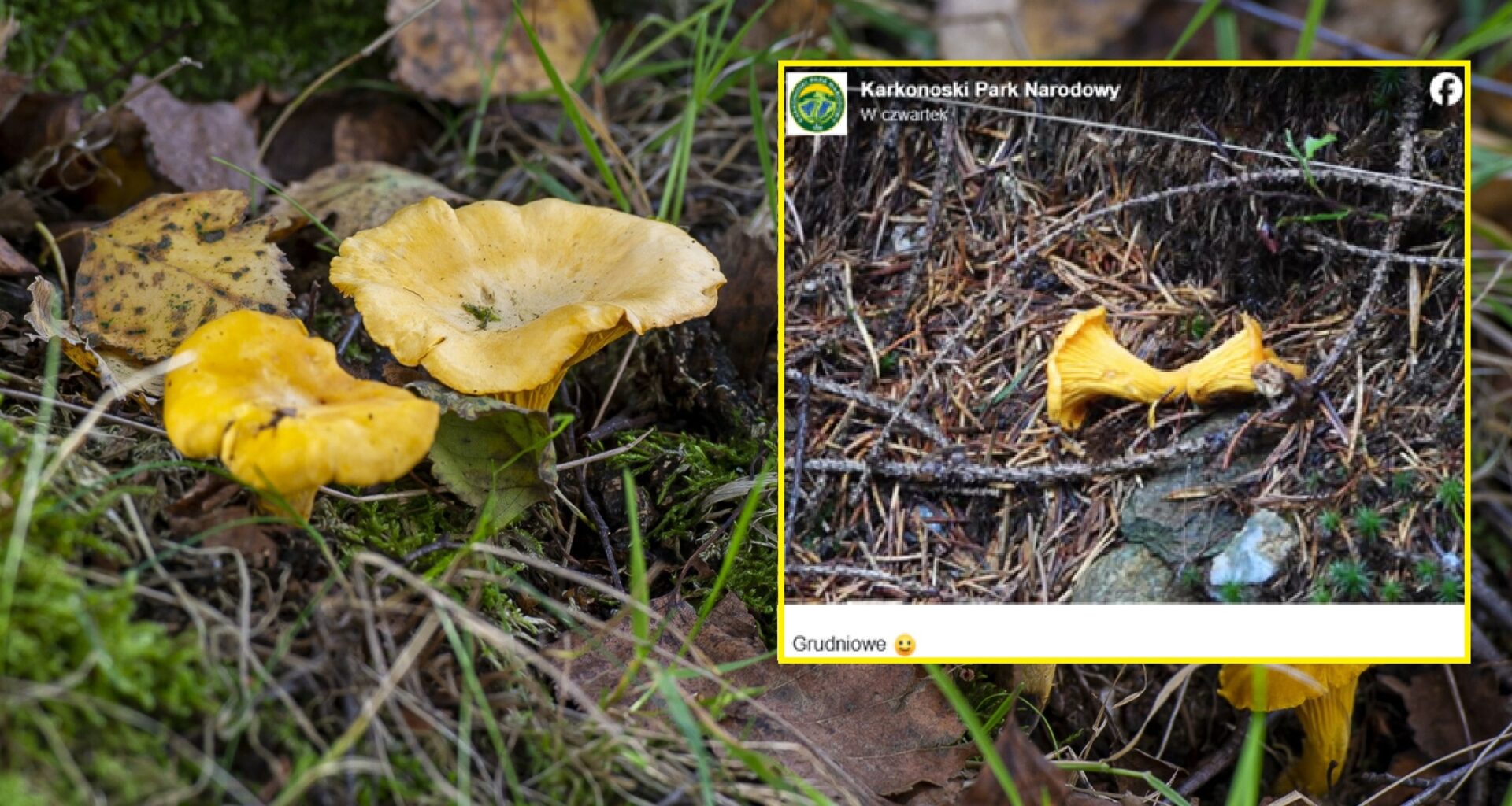 Pokazali zdjęcie wyjątkowego znaleziska w lesie. W grudniu taki widok to rzadkość (screen: Facebook.com/Karkonoski Park Narodowy)