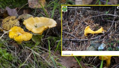 Pokazali zdjęcie wyjątkowego znaleziska w lesie. W grudniu taki widok to rzadkość (screen: Facebook.com/Karkonoski Park Narodowy)