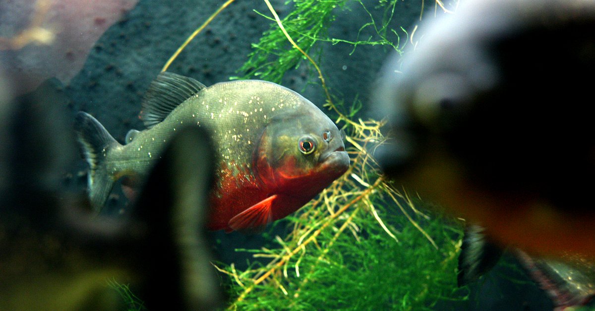 Pirania (zdj. ilustracyjne)