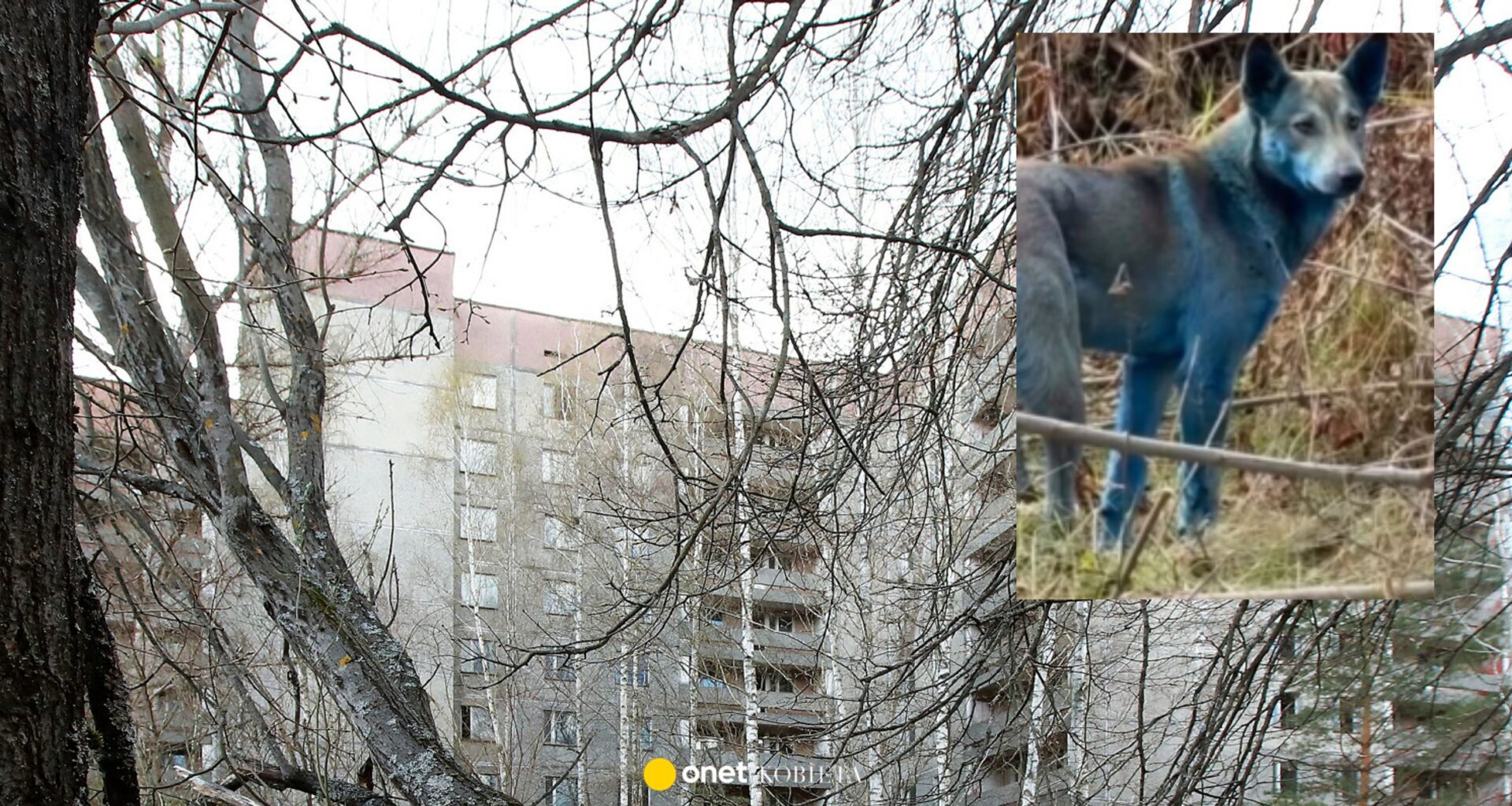 Zdjęcia niebieskich psów z Czarnobyla podbijają internet. Naukowcy wyjaśniają