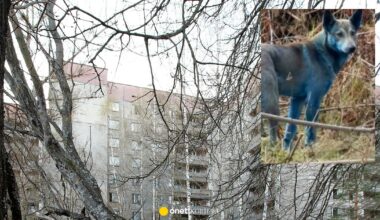 Zdjęcia niebieskich psów z Czarnobyla podbijają internet. Naukowcy wyjaśniają