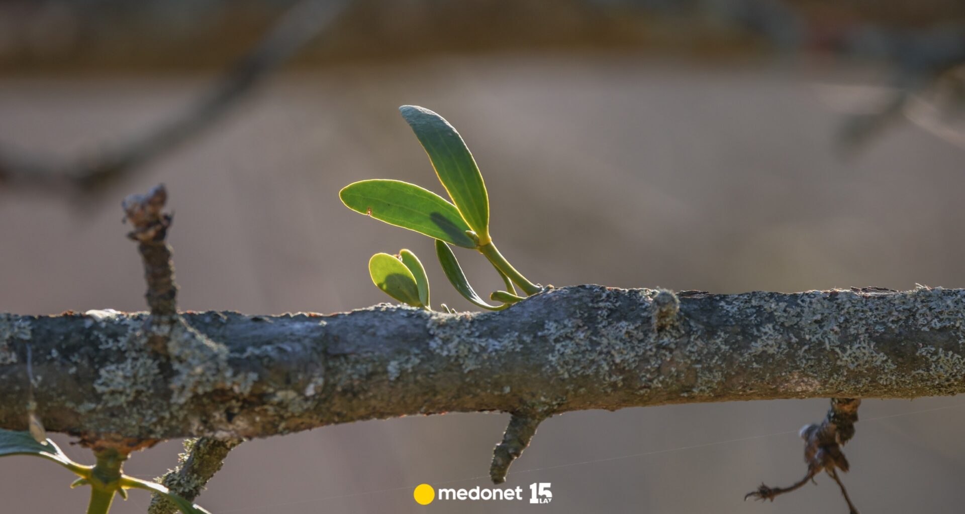 Jest trująca i niebezpieczna. Jemioła zbawienna dla ciśnienia krwi i ma potencjał w leczeniu raka