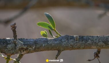 Jest trująca i niebezpieczna. Jemioła zbawienna dla ciśnienia krwi i ma potencjał w leczeniu raka