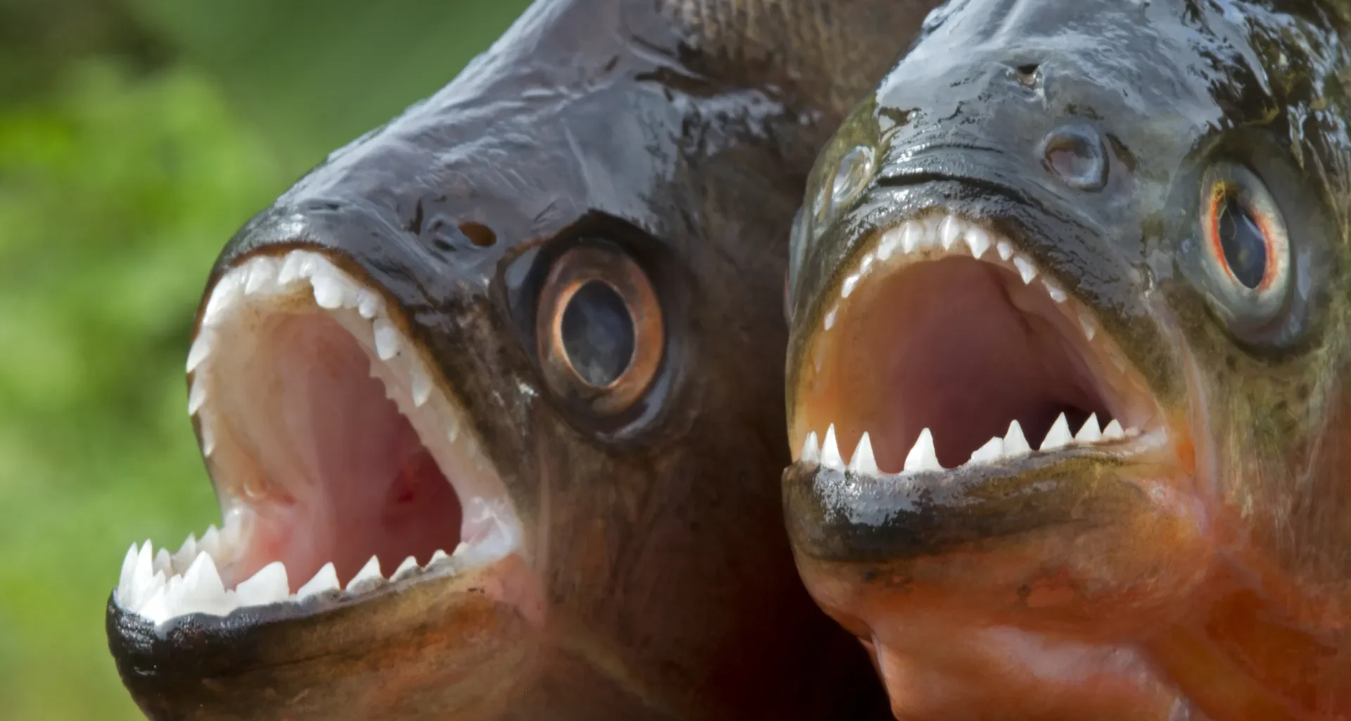 Perry Bamonte nie żyje. Klawiszowiec The Cure miał 65 lat