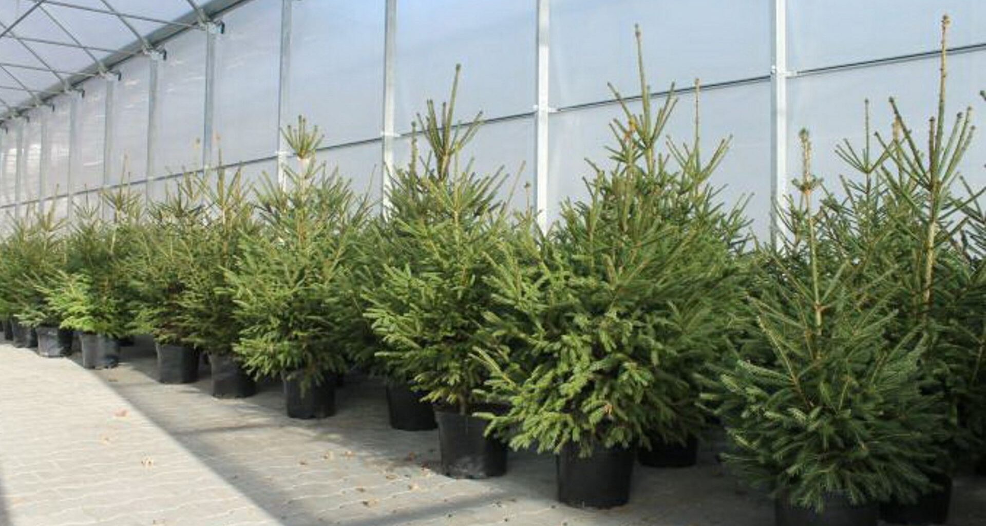 Maduro potwierdza rozmowę z Trumpem. Mówi o "serdecznym" tonie