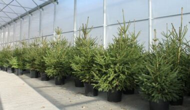 Maduro potwierdza rozmowę z Trumpem. Mówi o "serdecznym" tonie