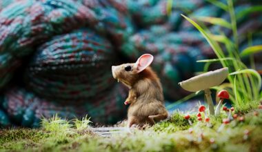 To jeden z najlepszych testów na rynku. I jest dostępny za darmo