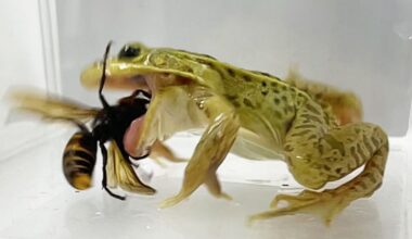 Kolejne sekwencje ataku żaby na szerszenia