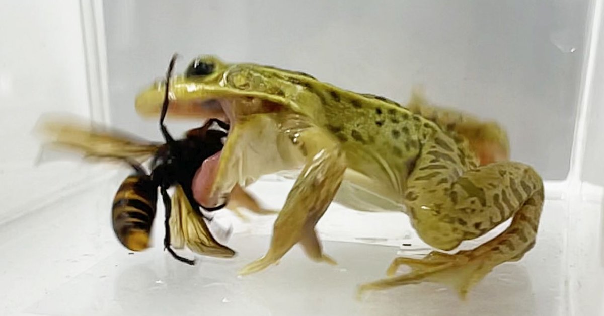 Kolejne sekwencje ataku żaby na szerszenia