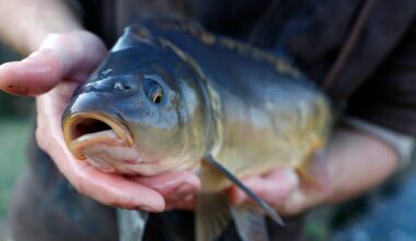 Dłoń trzymająca świeżego karpia