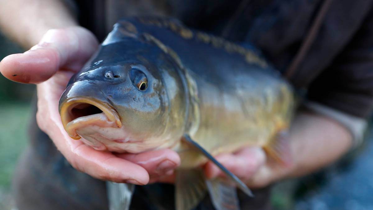 Dłoń trzymająca świeżego karpia