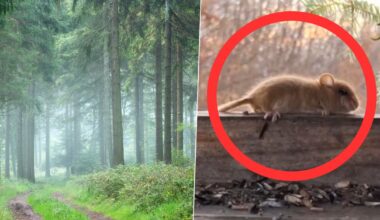 Niezwykłe zwierzę uchwycone w polskich lasach. "Taka piękność"