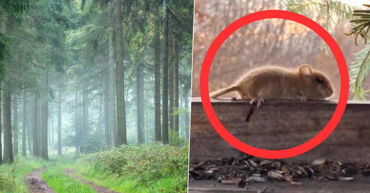 Niezwykłe zwierzę uchwycone w polskich lasach. "Taka piękność"