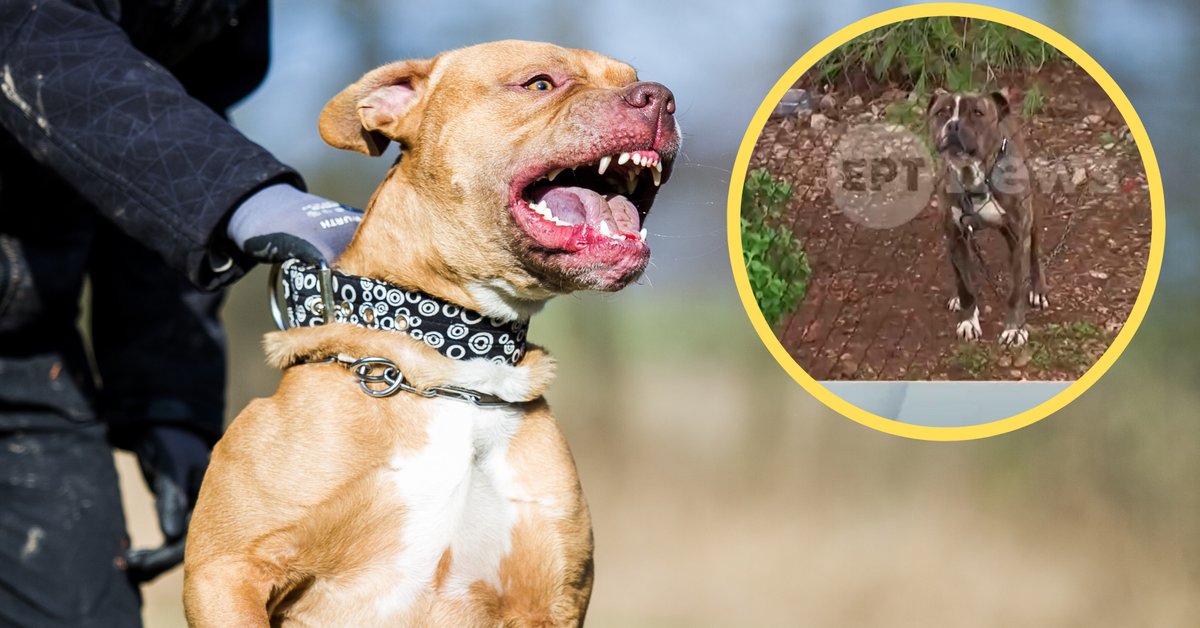 Tak wyglądał pies, który zagryzł 2-latka (screen)