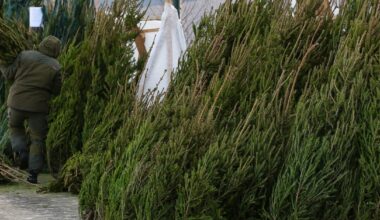 Czesi przyjeżdżają po choinki do Polski