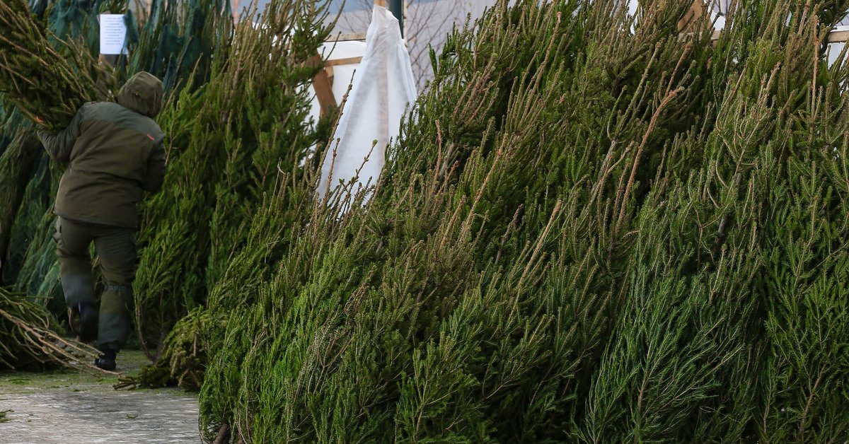 Czesi przyjeżdżają po choinki do Polski