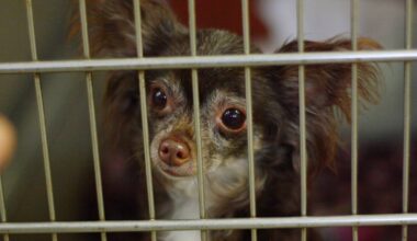 Horror za murami "dobrego domu". Więziła męża w kojcu z 60 psami