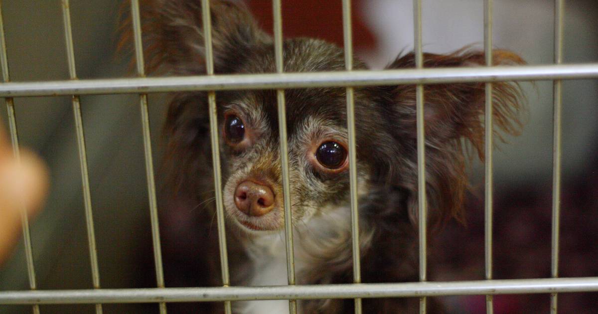 Horror za murami "dobrego domu". Więziła męża w kojcu z 60 psami