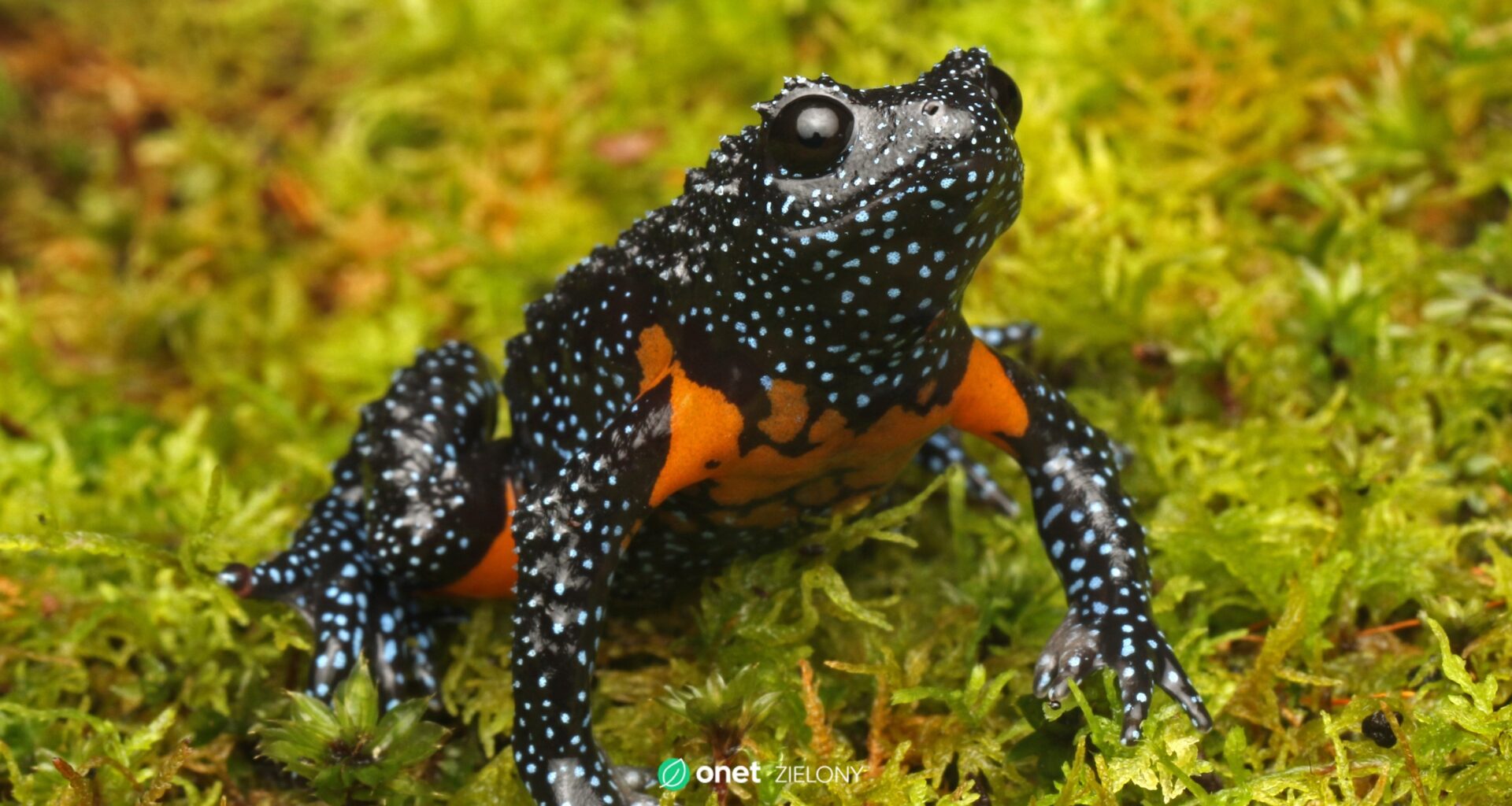 Żaba galaktyczna znika z lasów Kerali. Winni są fotografowie przyrody