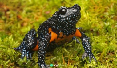 Żaba galaktyczna znika z lasów Kerali. Winni są fotografowie przyrody