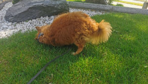 Wielka tajemnica rozwiązana. Eksperci wyjaśniają dziwne zachowanie psów