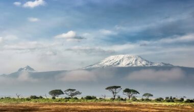 Widok na ośnieżony szczyt g&oacute;ry Kilimandżaro ponad chmurami, z drzewami akacjowymi na pierwszym planie.