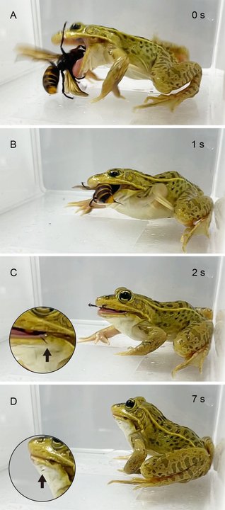 Kolejne sekwencje ataku żaby na szerszenia