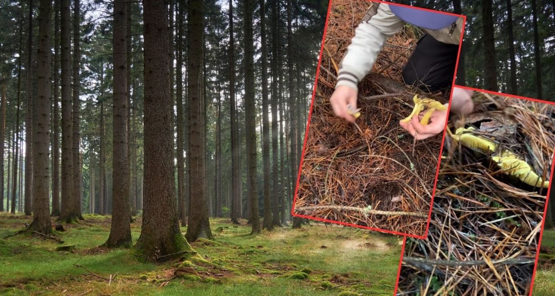 Poszli na spacer do lasu. Aż chwycili za telefon. "Tego się nie spodziewaliśmy" (screen: Facebook/Grzybiarzwlesie i Skarby lasu)