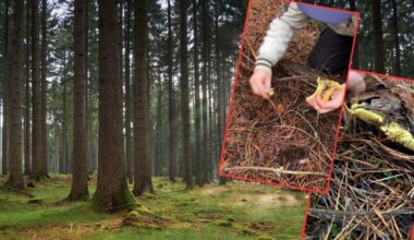 Poszli na spacer do lasu. Aż chwycili za telefon. "Tego się nie spodziewaliśmy" (screen: Facebook/Grzybiarzwlesie i Skarby lasu)