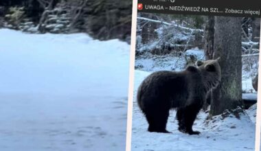Groźne spotkanie w Tatrach. Niedźwiedź pojawił się na popularnej trasie