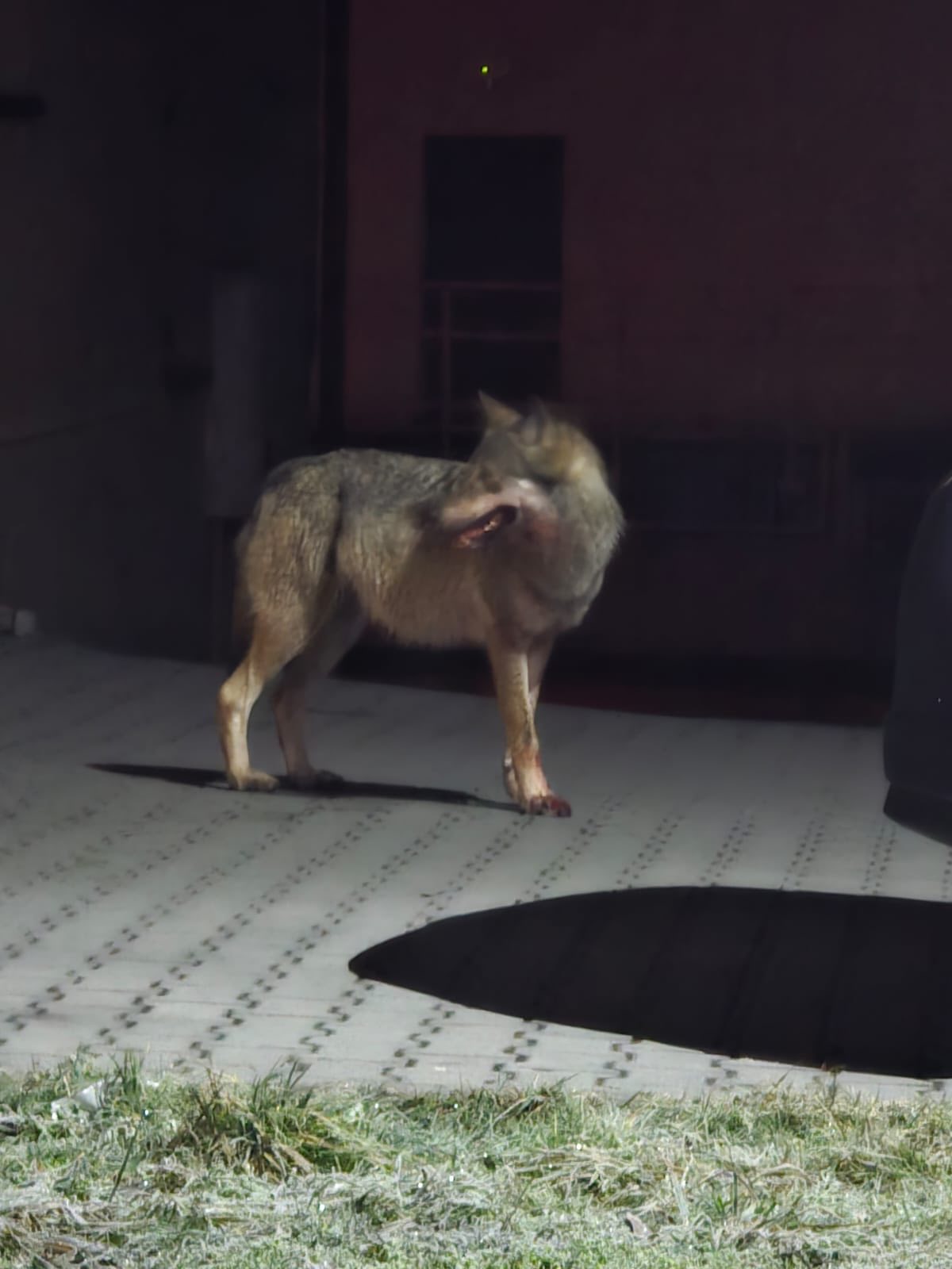 wilk w Ustrzykach Dolnych wilk w Ustrzykach Dolnych