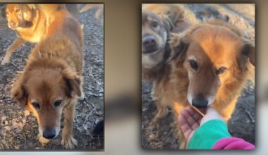 Cudem przeżyły, ale nie mają gdzie wrócić. Dramat psów po świątecznym pożarze