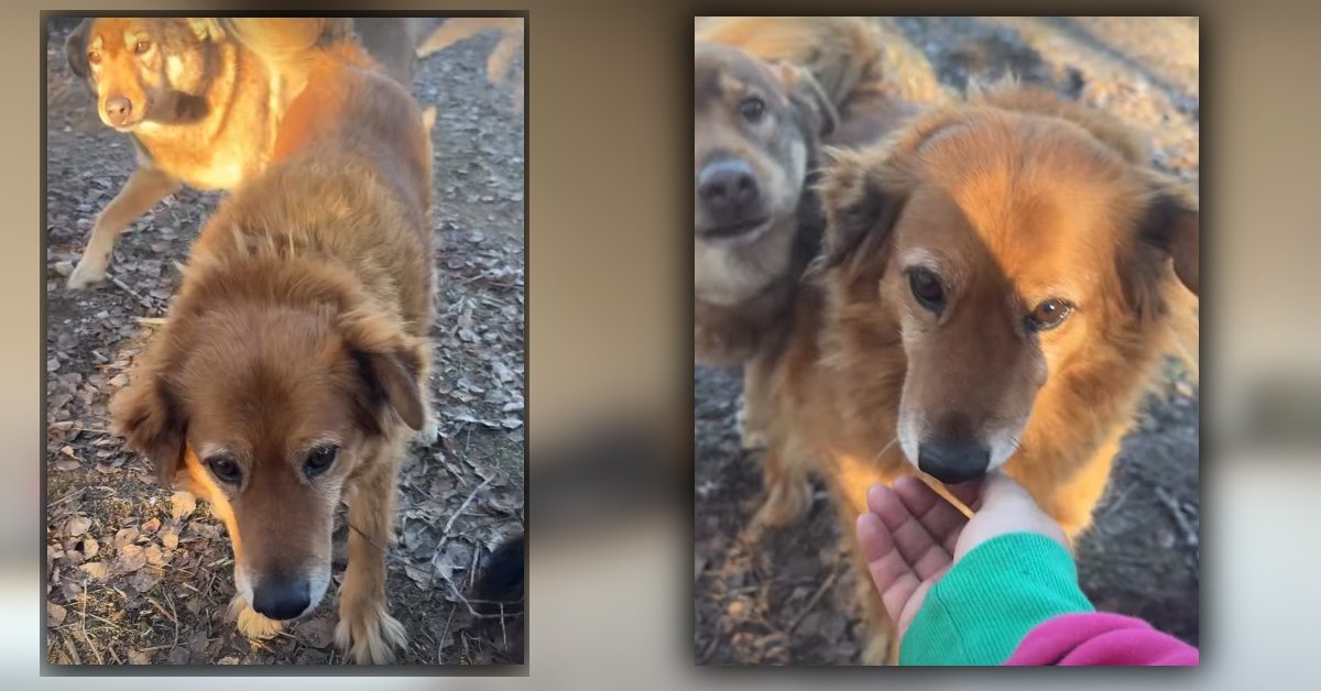 Cudem przeżyły, ale nie mają gdzie wrócić. Dramat psów po świątecznym pożarze