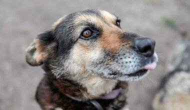 Szwedzki gigant przejął polską firmę. Duża zmiana dla... psów i kotów