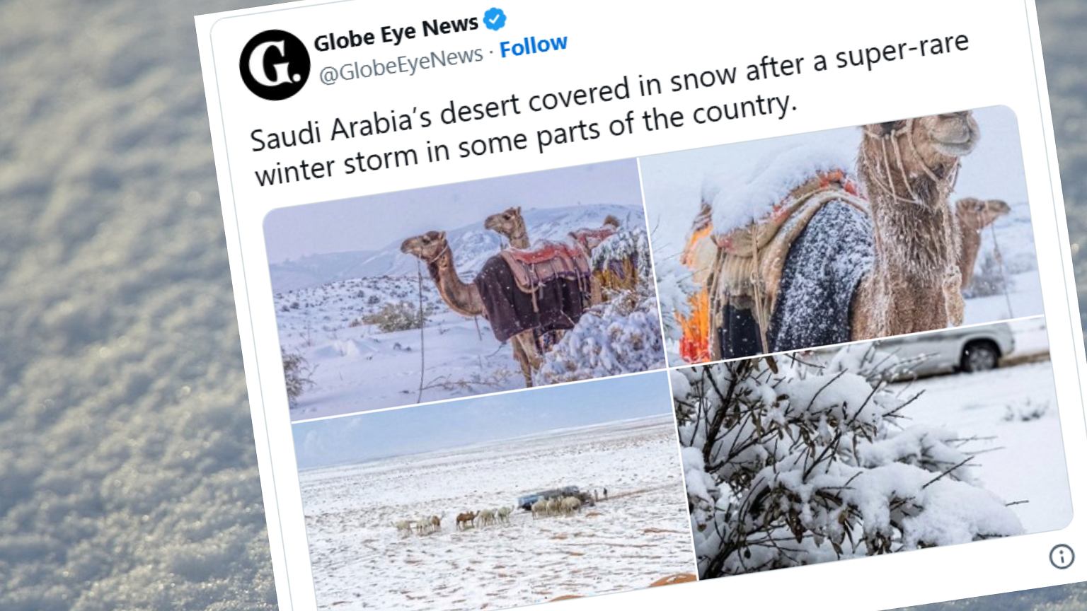 Arabia Saudyjska w śniegu. Pierwszy raz od 30 lat zima zaskoczyła... wielbłądy