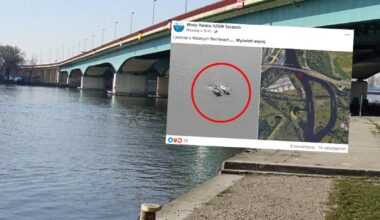 Delfiny w Odrze. Skąd się tam wzięły? Ekspert wskazuje możliwe przyczyny