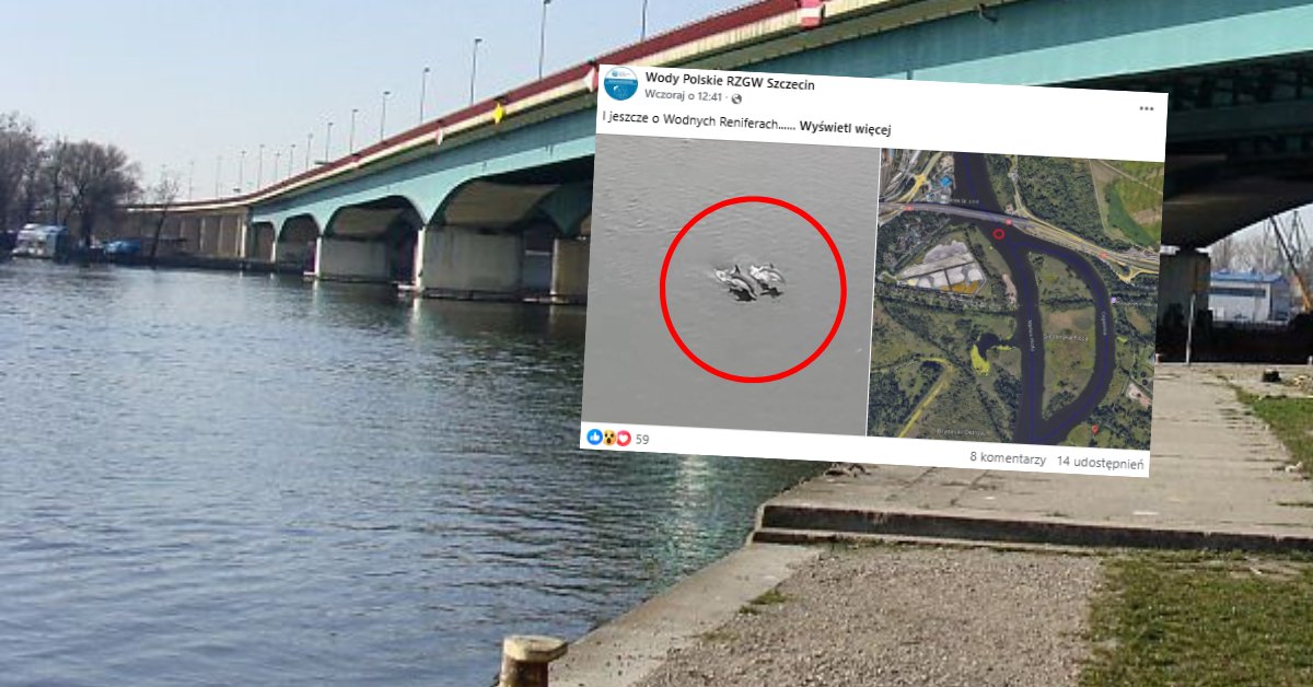 Delfiny w Odrze. Skąd się tam wzięły? Ekspert wskazuje możliwe przyczyny