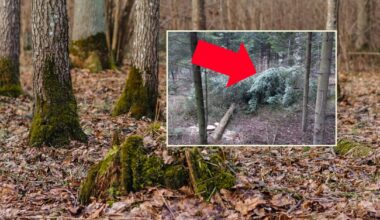 Leśnicy pokazali, co zastali w lesie tuż przed świętami. "Bulwersująca sprawa" - Onet