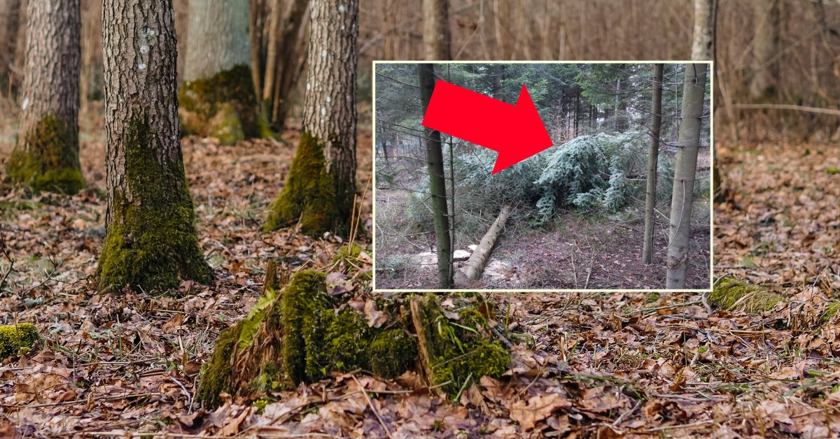 Leśnicy pokazali, co zastali w lesie tuż przed świętami. "Bulwersująca sprawa" - Onet