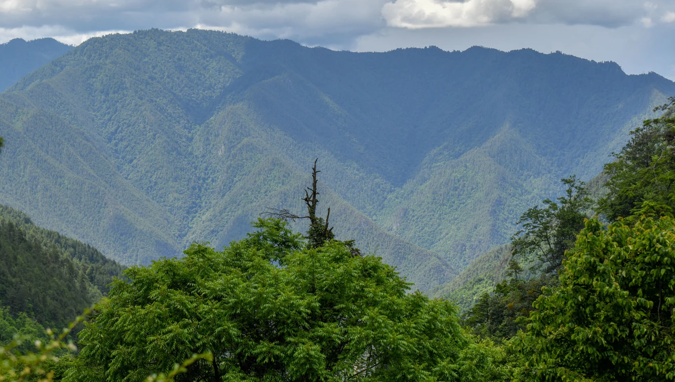 Chiny sadzą drzewa na potęgę. Ma to wpływ na wodę Rozległe zielone zbocza gór porośnięte gęstą roślinnością, na pierwszym planie bujne korony drzew, w tle wysokie pasmo gór pod zachmurzonym niebem.