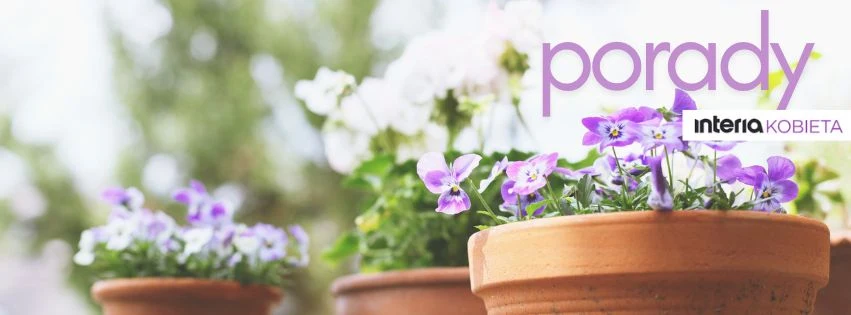 Doniczki z kwiatami, głównie fioletowymi bratkami, ustawione w ogrodzie, rozmyte tło tworzy przyjemną atmosferę letniego dnia. W tle widoczne napisy 'porady' oraz 'interia KOBIETA'.