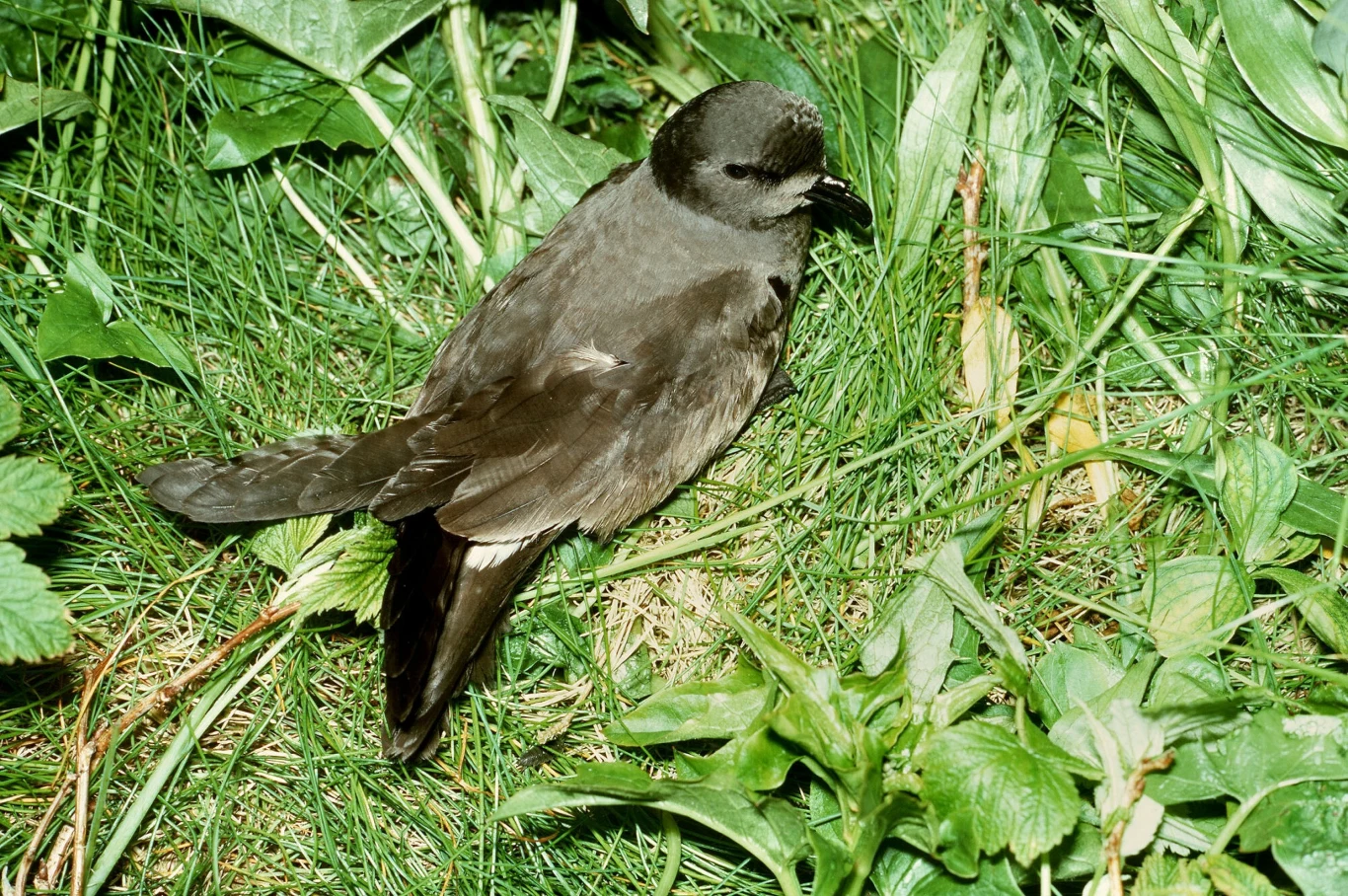 Ciemnopióry ptak siedzi na zielonej trawie otoczony liśćmi i roślinnością.