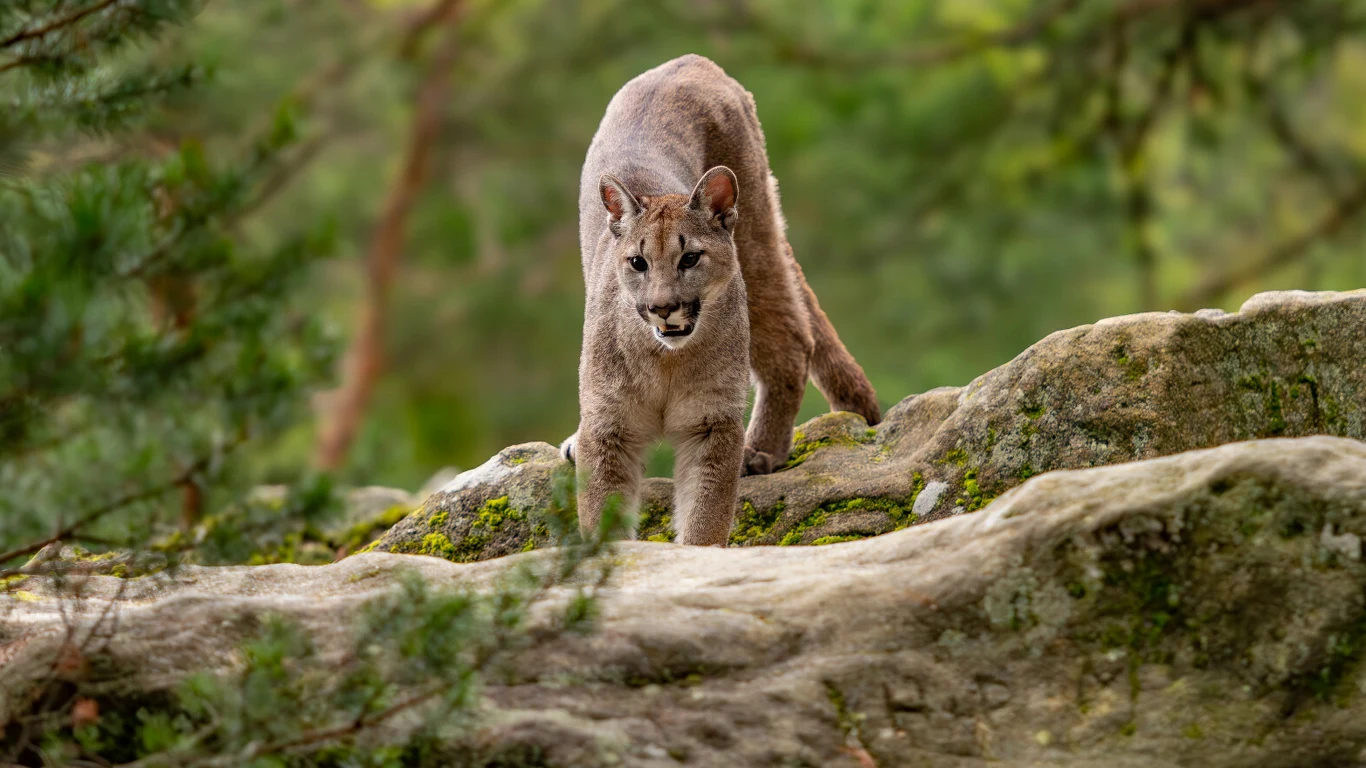 Puma stojąca na skałach pośród zielonych drzew, z wyrazistym spojrzeniem i lekko otwartym pyskiem, wyłaniająca się zza naturalnych przeszkód w lesie.