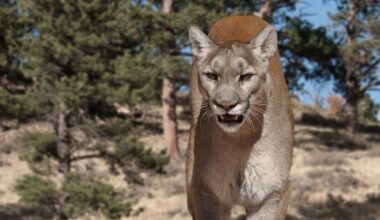 Ciało kobiety na górskim szlaku. Turyści przegonili pumę