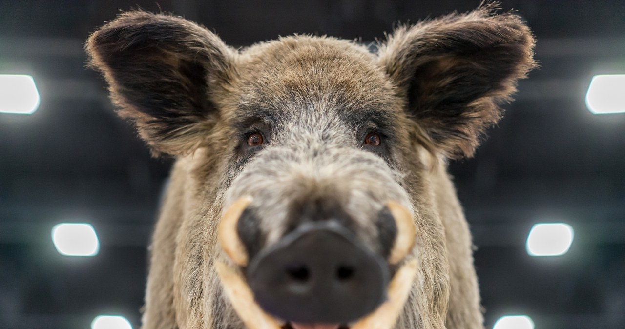 Przejdź na stronę główną INTERIA.PL