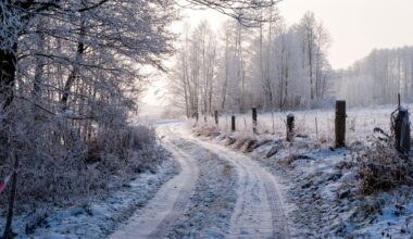Warnino w Zachodniopomorskiem: Ciało zamarzniętej kobiety na skraju lasu