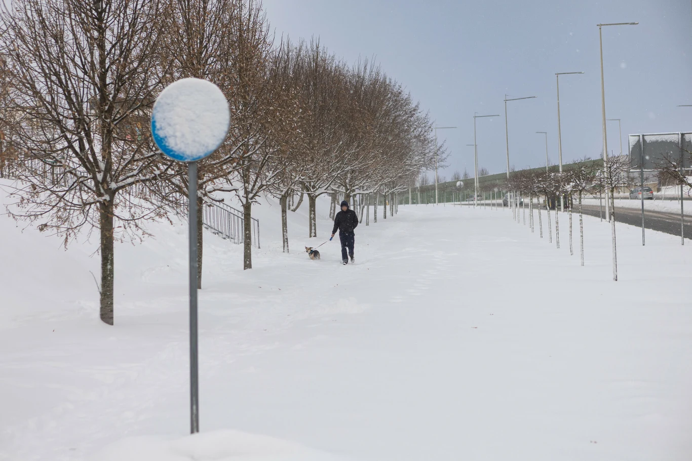 Ośnieżony chodnik z rzędami drzew, zakrytym znakiem drogowym i osobą spacerującą z psem pośród zimowego krajobrazu