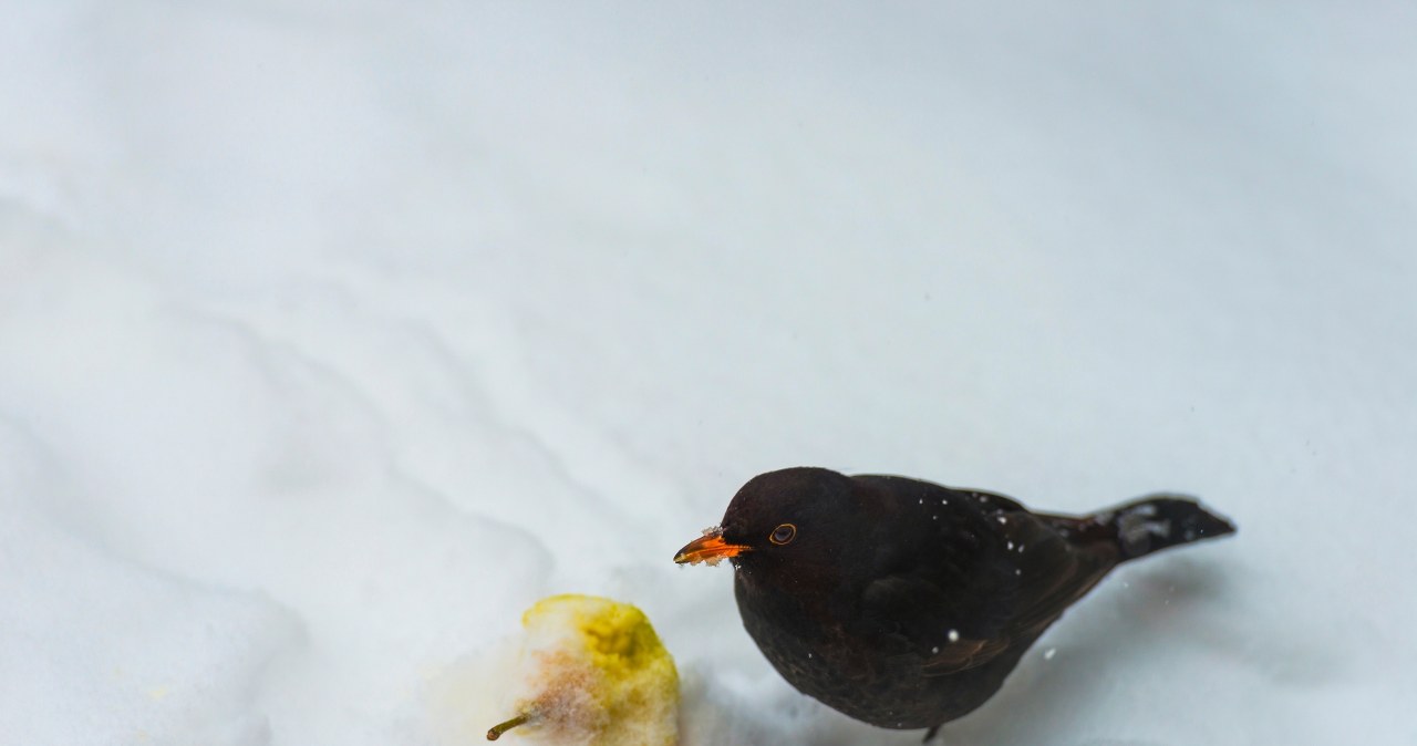 Przejdź na stronę główną INTERIA.PL