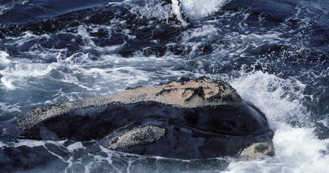 Przejdź na stronę główną INTERIA.PL