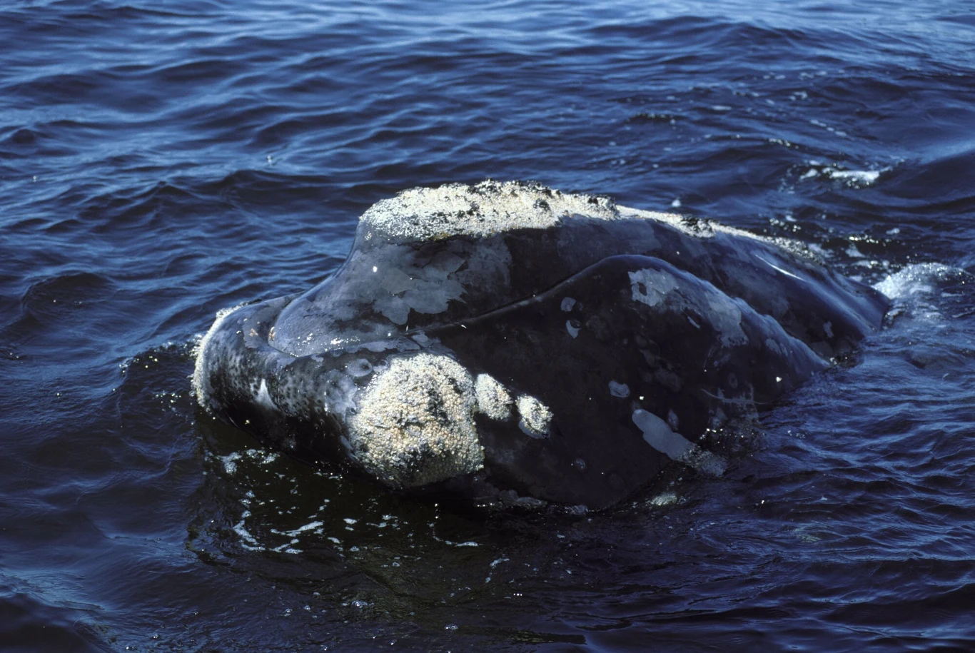 Rząd federalny jest w trakcie uchwalania przepisów, które mają na celu ochronę waleni biskajskich. 